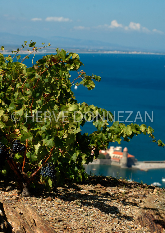 2368_33377_COLLIOURE_CEP-VIGNE