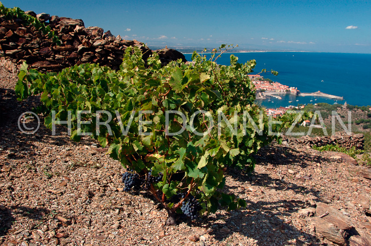 2368_33395_COLLIOURE_VIGNES