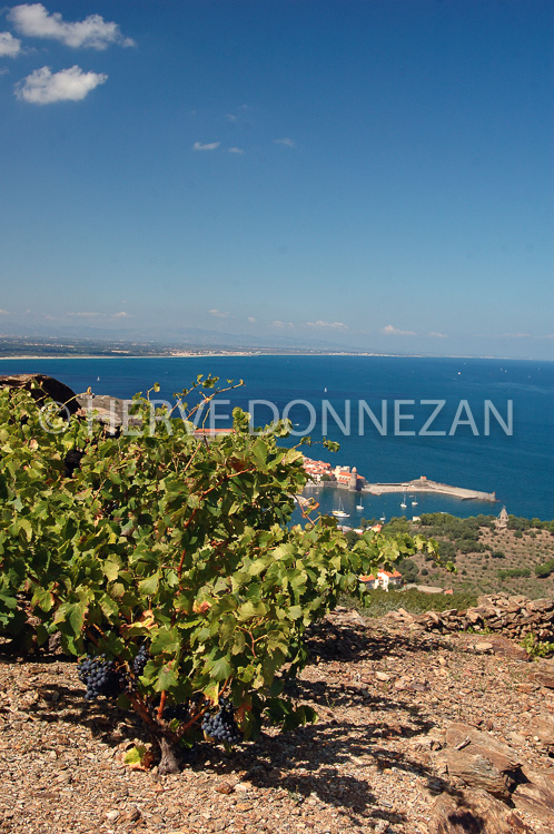 2372_33357_COLLIOURE_VIGNE