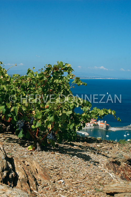 2373_33361_COLLIOURE_VIGNE