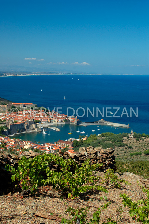 2375_33392_COLLIOURE_VIGNE