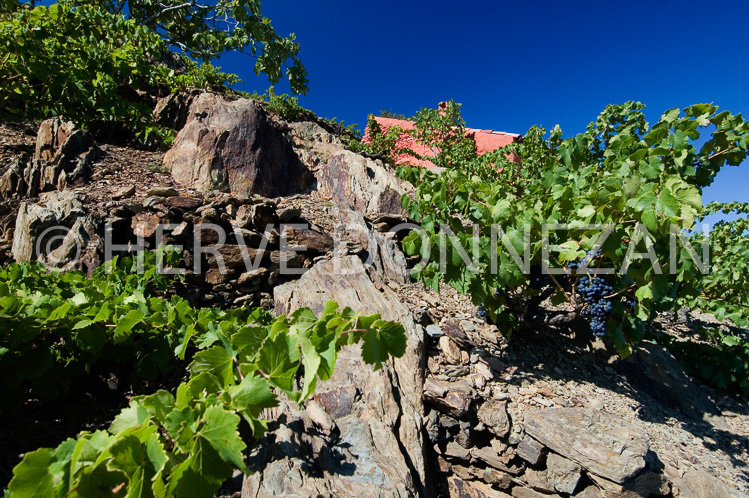 2377_46808_COLLIOURE_CASOT_VIGNE