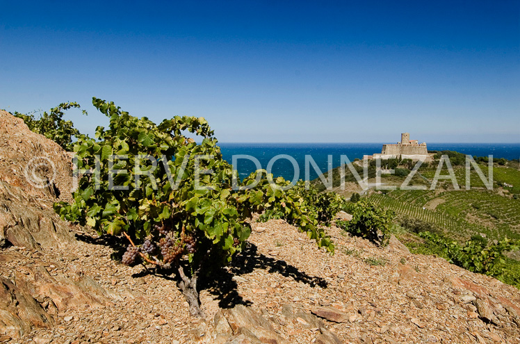 2385_46774 COLLIOURE_VIGNE_ST ELME