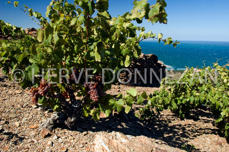 2387_46786_COLLIOURE_VIGNE