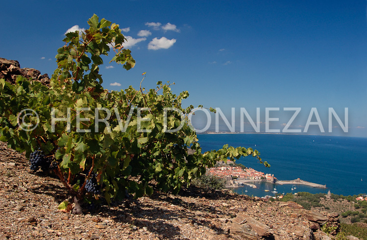 2406_33353_COLLIOURE_VIGNE