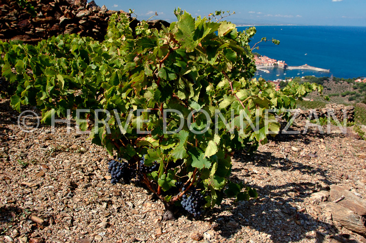 2407_33393_COLLIOURE_VIGNE