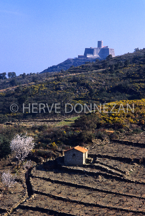 2572_22264_COLLIOURE CASOT_VIGNE