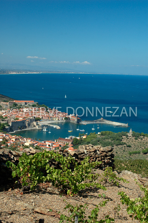 2594_33392_COLLIOURE_VIGNE