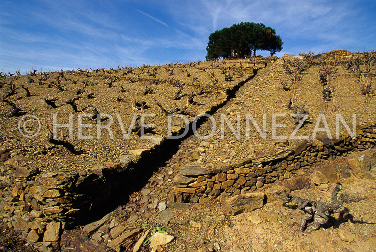 2628_61849_COLLIOURE_VIGNES_TERRASSES_