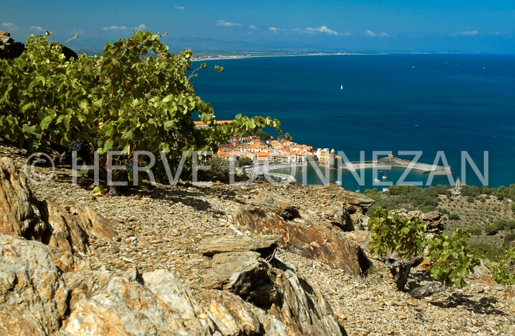 2745_33362_COLLIOURE_VIGNE