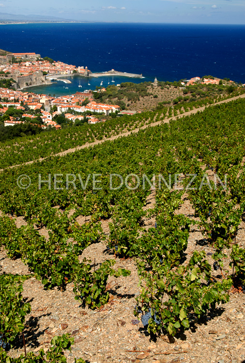 2747_52216_COLLIOURE_VIGNE