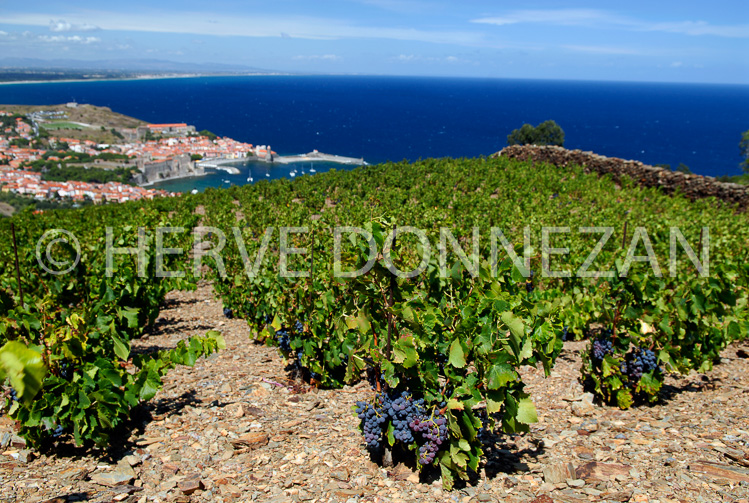 2749_52222_COLLIOURE_VIGNE