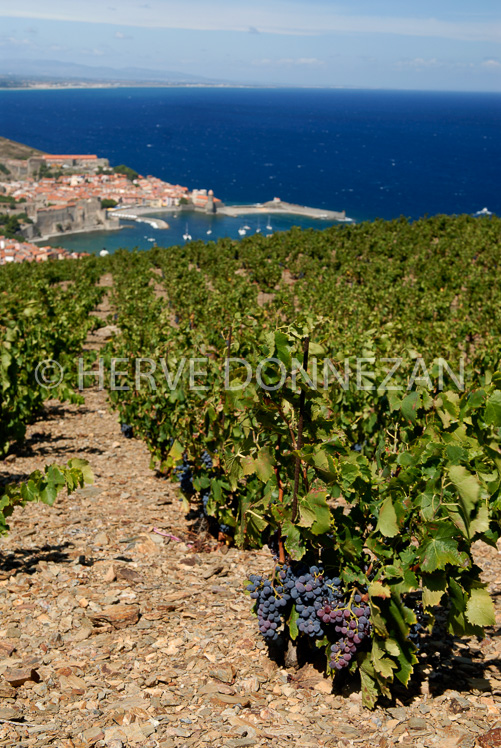 2750_52224_COLLIOURE_VIGNE