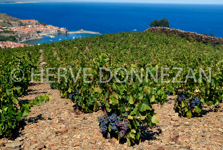 2751_52226_COLLIOURE_VIGNE_