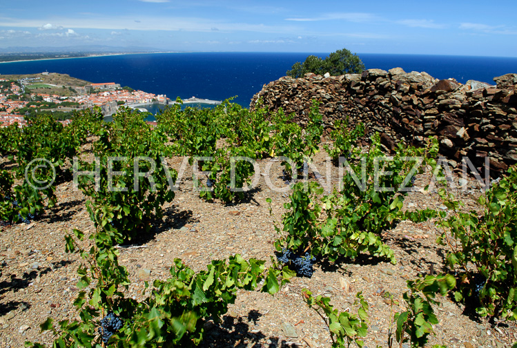 2753_52232_COLLIOURE_VIGNE_1