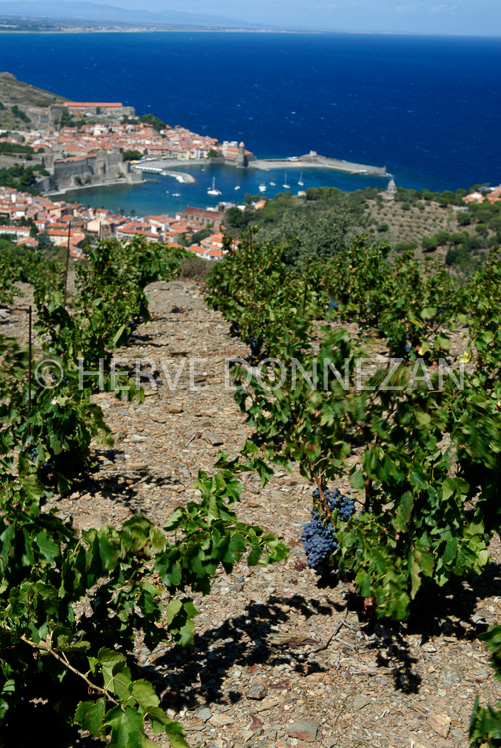 2754_52234_COLLIOURE_VIGNE