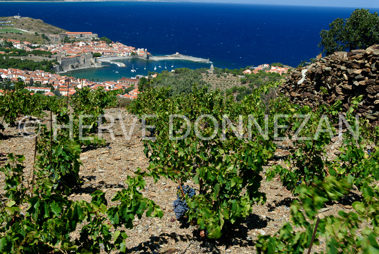 2755_52235_COLLIOURE_VIGNE