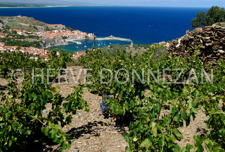 2756_52239_COLLIOURE_VIGNE_