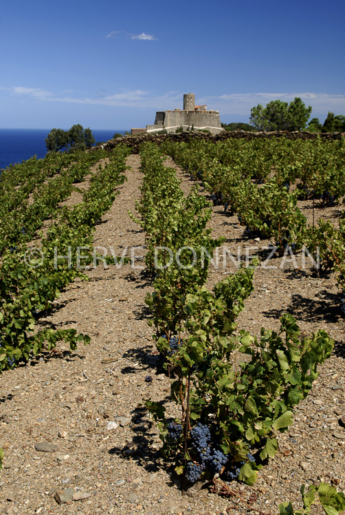 2757_52245_COLLIOURE_VIGNOBLE_