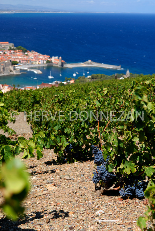 2758_COLLIOURE_VIGNE