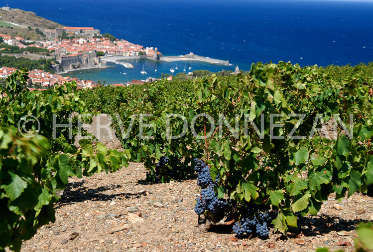 2759_52250_COLLIOURE_VIGNE_