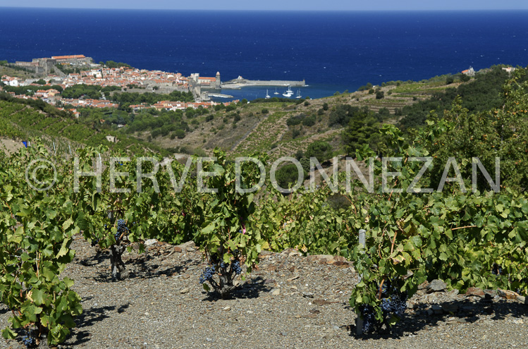 2760_52254_COLLIOURE_VIGNE