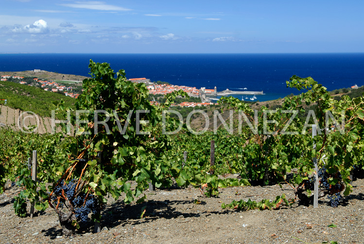 2761_52255_COLLIOURE_VIGNE_