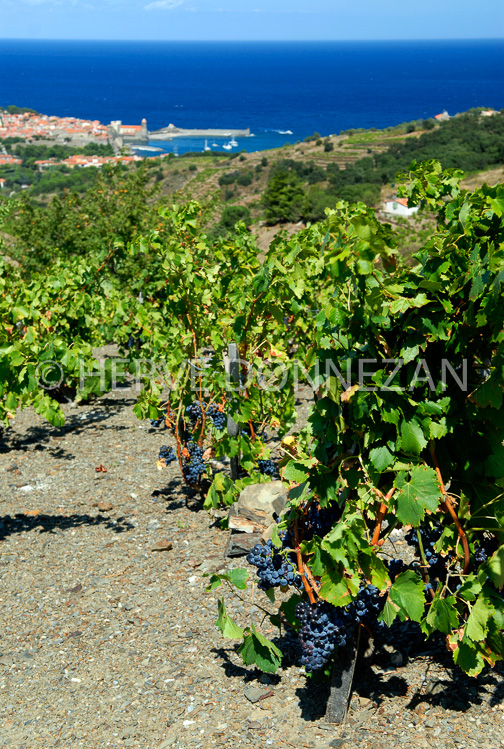 2762_0052257_COLLIOURE_VIGNE