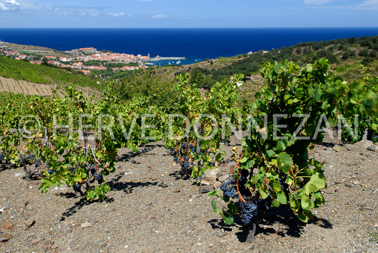 2763_52260_COLLIOURE_VIGNE_