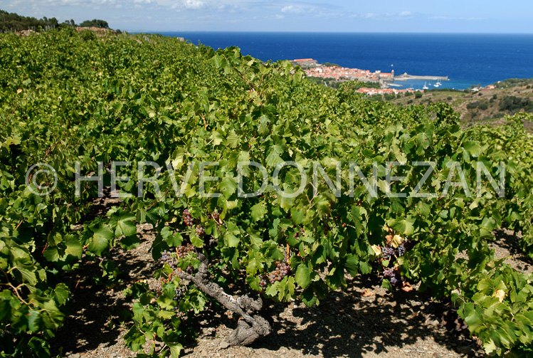 2764_52262_COLLIOURE_VIGNES