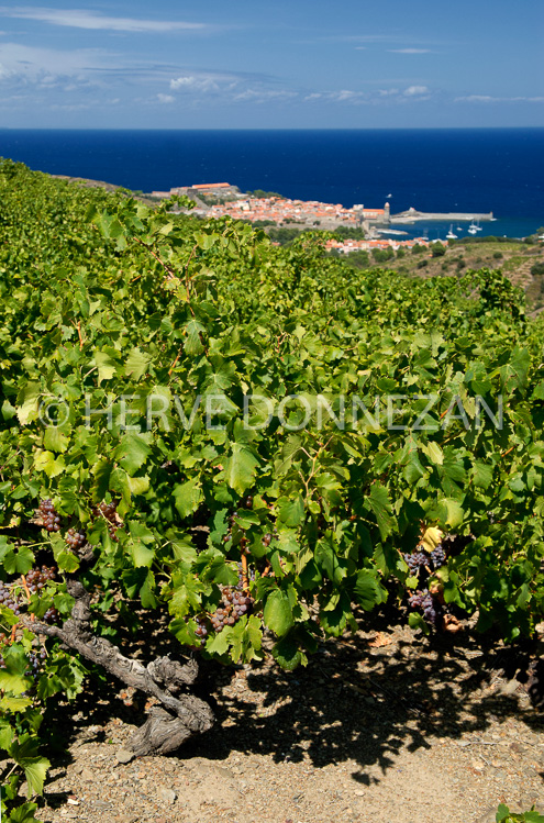 2765_52265_COLLIOURE_VIGNE