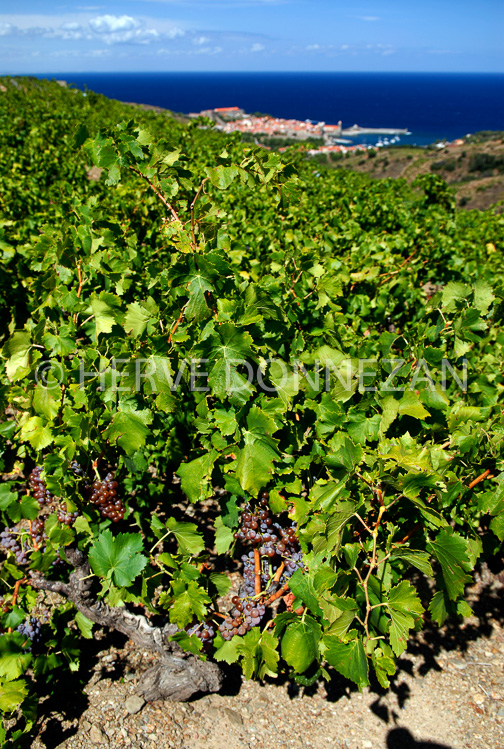 2766_52268_COLLIOURE_VIGNE