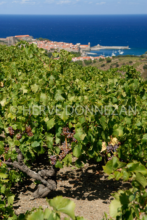 2768_52278_COLLIOURE_VIGNE