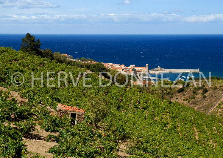 2769_52289_COLLIOURE_VIGNE