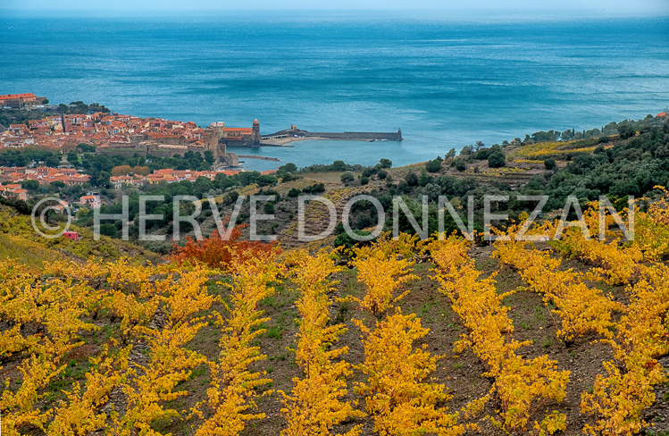 6479-0138099-COLLIOURE-AUTOMNE