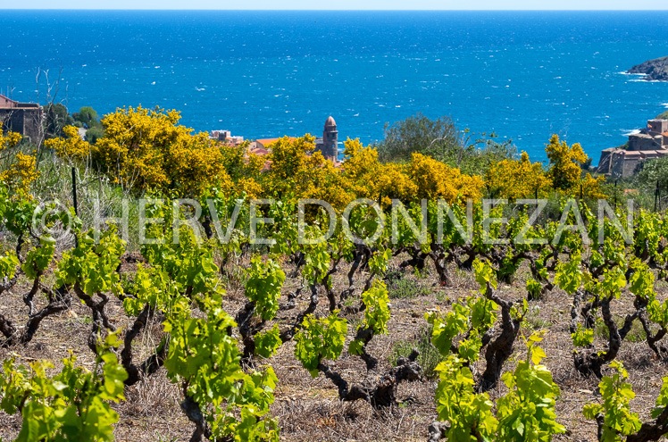 6528-0152558-COLLIOURE-BAIE-VIGNES-MIMOSAS