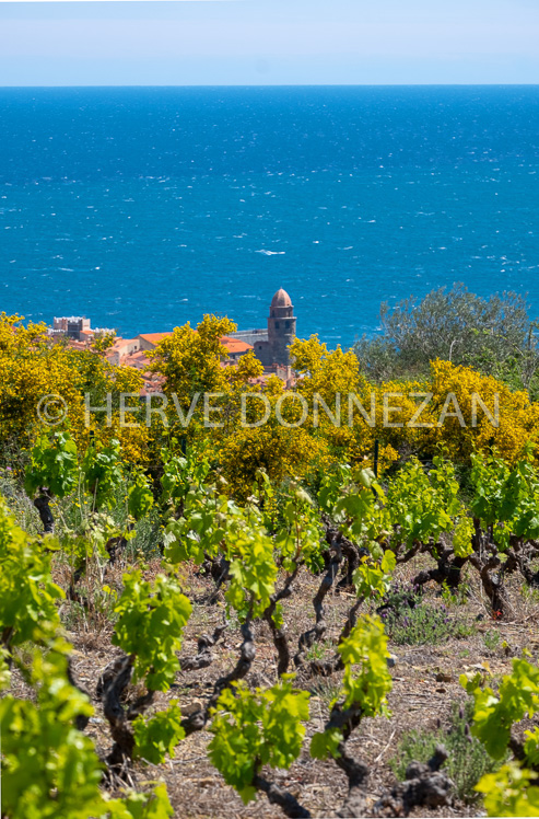 6530-0152555-COLLIOURE-VIGNE-MIMOSAS