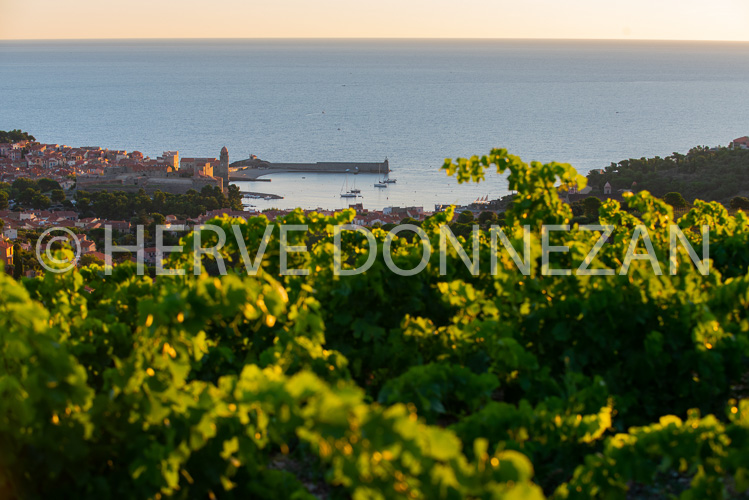 6651-0162416-COLLIOURE-VIGNES