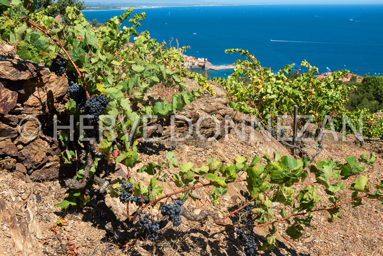 6686-0137319-COLLIOURE-VIGNE 