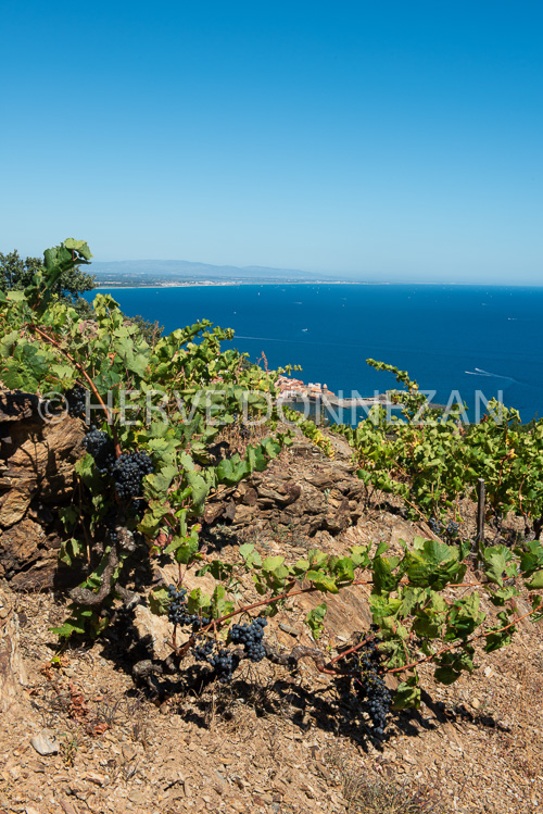 6687-0137316-COLLIOURE-VIGNE-BAIE-V