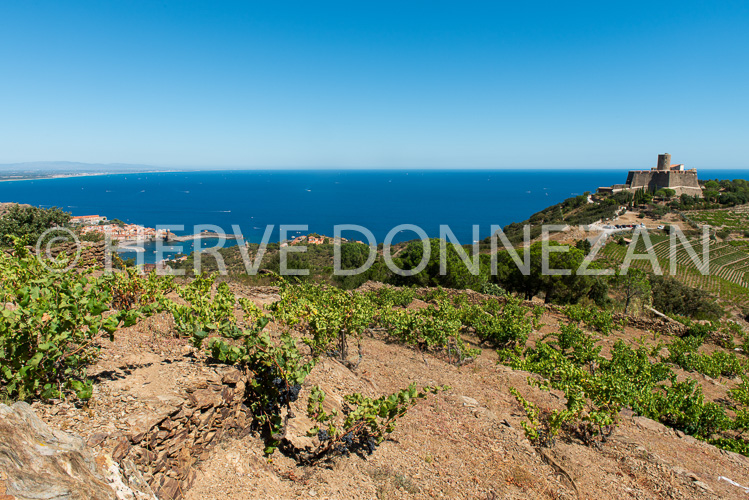 6688-0137303-COLLIOURE-VIGNES BAIE-V