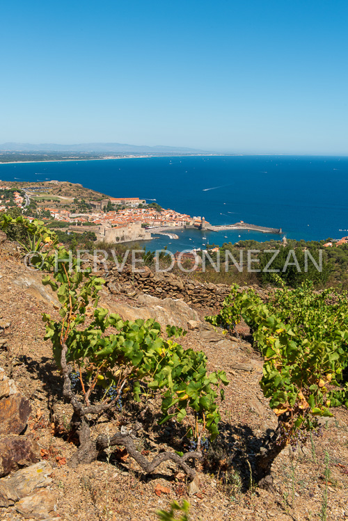 6689-0137300-COLLIOURE-VIGNE-BAIE-H