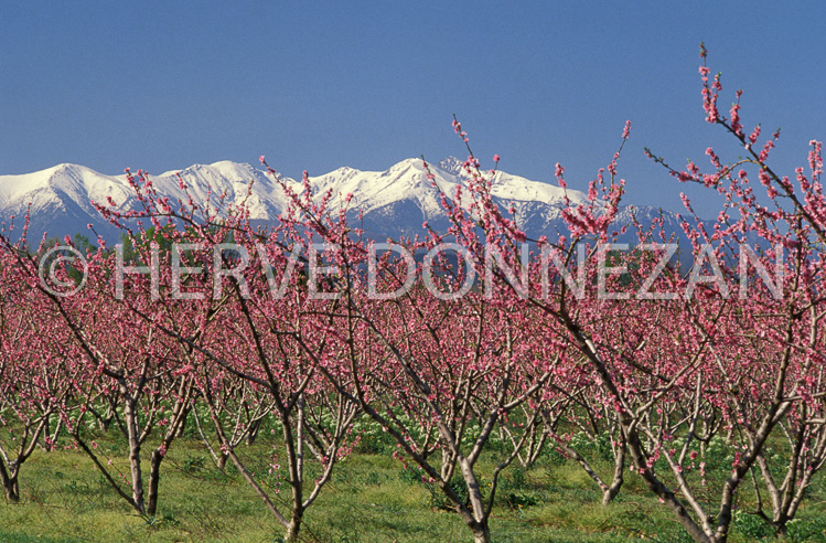 0026_ILLE PECHERS CANIGOU