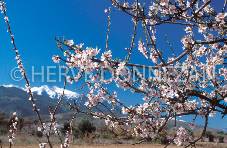 0372 AMANDIER CANIGOU