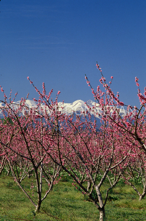 0929_25511 PECHERS ILL