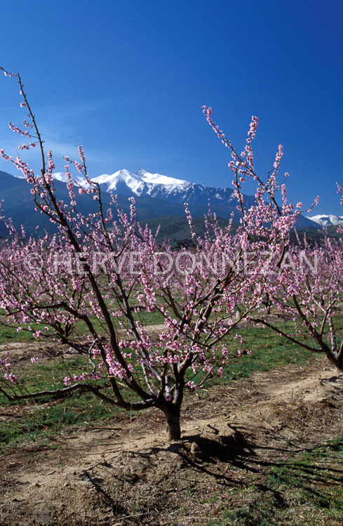 1253_21467_PECHERS_CANIGOU