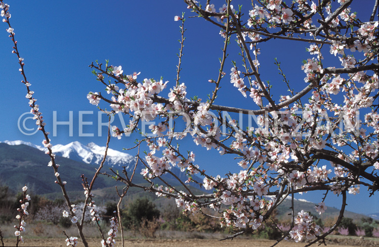 1267_21491_AMANDIER_CANIGOU