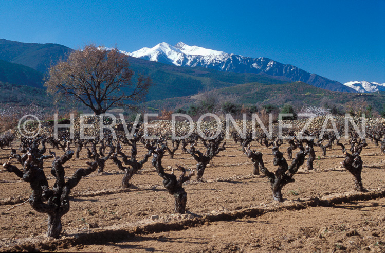 1270_21494_VIGNE_CANIGOU