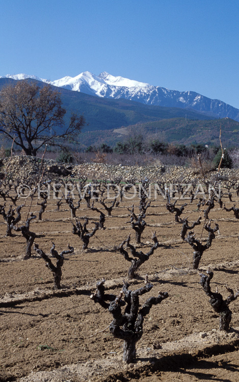 1272_21496 VIGNE_CANIGOU