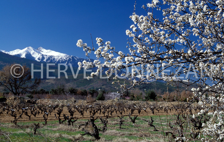 1273_21497_AMANDIERS CANIGOU